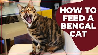 How to Feed a Bengal Cat [upl. by Eejan848]