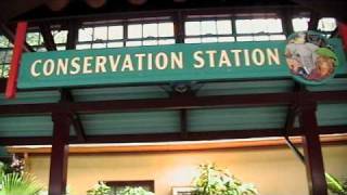 Disney Animal Kingdom  Conservation Station Area Music [upl. by Burnight369]