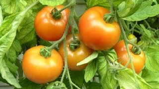 Tomaten ganz leicht selber anbauen [upl. by Catherina]