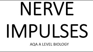 NERVE IMPULSES  AQA A LEVEL BIOLOGY  EXAM QUESTIONS RUN THROUGH [upl. by Brooke]