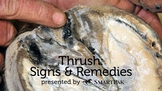 Thrush Signs and Remedies [upl. by Adnelg]