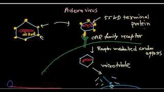 Adenovirus life cycle [upl. by Elrod]