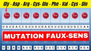 Mutation fauxsens comment une substitution impacte une protéine [upl. by Tonl]