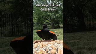 RedWinged Blackbird Call amp Sound redwingblackbirds birdcall birdsounds birds nature [upl. by Asiuqram]