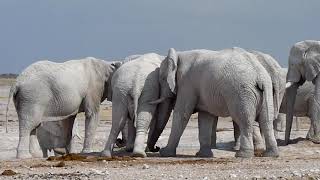 Group of big male elephants at the waterhole Etosha National Park [upl. by Estey]