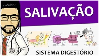 Sistema digestório 06  Salivação fisiologia  Vídeoaula [upl. by Eemaj173]