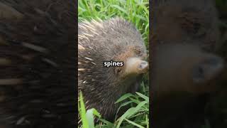 Discover the Echidna’s Spiny Defense [upl. by Ateikan]