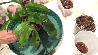 Dendrobium nobile pink repotting and removed keikies11242019 [upl. by Jehiel457]