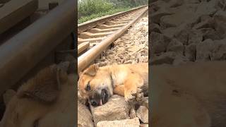 Rescuing an abandoned puppy on the train track 💝 doglover doglife rescuedog [upl. by Wilow]