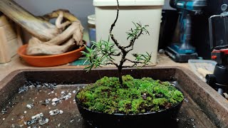 rosemary bonsai repot bonsaichina bonsaivietnam bonsaisancang bonsaiindonesia bonsaiuk [upl. by Nnaeerb866]