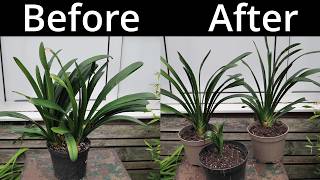 How To Propagate Clivia Plants Through Division [upl. by Akerdna486]