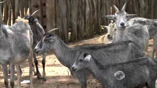 Raças nativas de caprinos ameaçadas de extinção são criadas em fazenda [upl. by Oiramad]