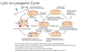 Lytic vs Lysogenic Cycle [upl. by Vinson]