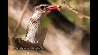 Bonamanzi Birding Bonanza [upl. by Nivalc]