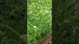 Lepidium sativum  berro hortelano tibetanflute permaculture garden nature [upl. by Savihc]