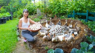 Build Nest For Ducks To Lay Eggs  Harvest Ducks Eggs Goes To Market Sell  Phuong Daily Harvesting [upl. by Esertap]