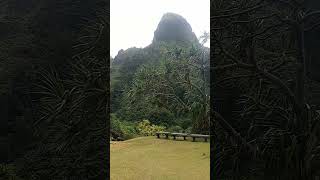 Kauai rainforest garden [upl. by Yeuh]