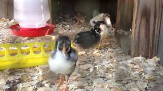 Update on our chicks from mypetchickencom [upl. by Madaih13]