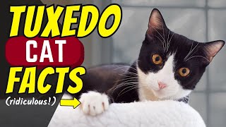 13 Surprising Facts About Tuxedo Cats 11 Is Ridiculous [upl. by Assirol427]