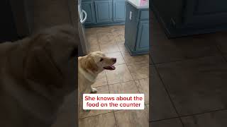 My Labrador INSISTS on a Bite from Every Meal  Hilarious Dog [upl. by Kronick]