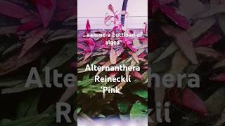 Alternanthera Reineckii Pink aquascape aquascaping fishtanklife aquarium plants plantedtank [upl. by Enilesor]