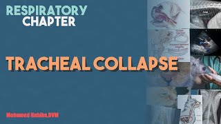 Tracheal collapse lecture 3 [upl. by Eelsnia]