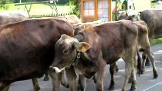 Austrian Cow Parade [upl. by Novihc939]