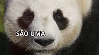 As 10 curiosidades sobre Pandas que vc deveria conhecer [upl. by Ahouh]