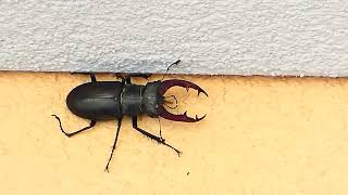 Hirschkäfer Riesen Käfer Die größten Insekten Das größe Insekt der Welt Lucanus cervus Stag Beetle [upl. by Ginnie]