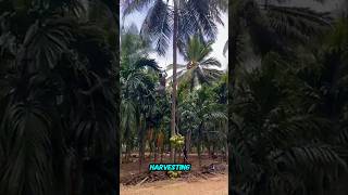 coconut oil production VCO [upl. by Dougie]