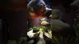 Giant piranha piranha aquarium fish [upl. by Yemar196]