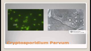 Drinking Water Total Coliform and Cryptosporidium Parvum [upl. by Attlee883]