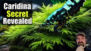 Caridina Care Breeding Baby Shrimp Water Changes Tips and Secrets Revealed [upl. by Dalohcin]