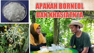 BORNEOL  PERBEZAANNYA DENGAN CAMPHOR DAN MENTHOL APAKAH KHASIATNYA DALAM MINYAK ANGIN PART 1 [upl. by Jabin]