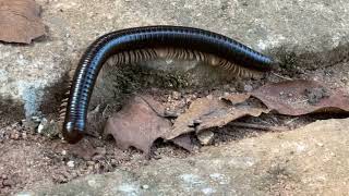 Millipede  Amazing creature with multiple legs [upl. by Aenneea]