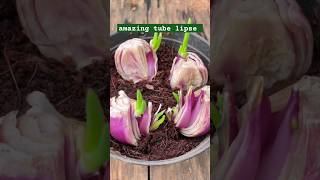 Onion growing lapse 🌿🌿❤️agriculture farming viral short timelapse plant [upl. by Harman]