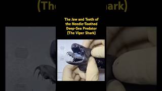 The Jaw and Teeth of the NeedleToothed DeepSea Predator…🦈music sharks sea animals [upl. by Oiramat165]