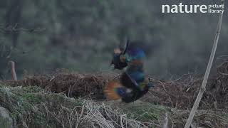 Himalayan monal Lophophorus impejanus males fighting Pele La Bhutan March [upl. by Gosney]