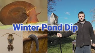 Winter Pond Dip at Wat Tyler CP  Flatworms Ostracods and Ramshorn Snails [upl. by Nugent]