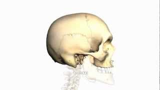 Skull Tutorial 3  Sutures of the skull  Anatomy Tutorial [upl. by Wenn]