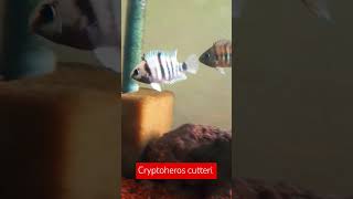 Cryptoheros cutteri cichlid cichlids aquarium fishtank acuarofilia aquariumhobby aquariumfish [upl. by Leamiba]