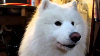 samoyed howling [upl. by Yesak]