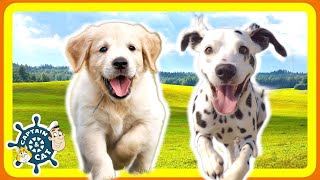 Dog Song for Kids  I Want a Puppy [upl. by Daeriam356]