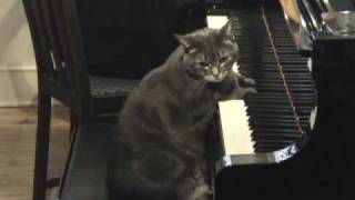 Nora The Piano Cat A Holiday Greeting for 2008 [upl. by Frentz]