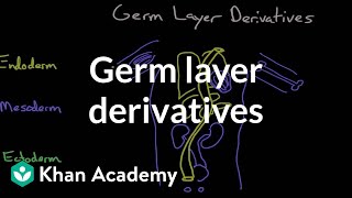 Germ layer derivatives  Behavior  MCAT  Khan Academy [upl. by Caralie783]