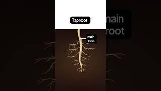 Types of roots taproot and fibrous root education biology science study facts students [upl. by Nnyllaf739]