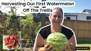 Trellis Success Harvesting Our First Homegrown Watermelon [upl. by Granoff]