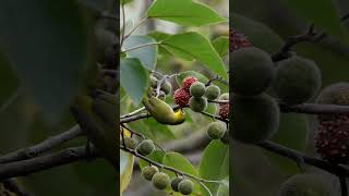 Warbling WhiteEye Enjoys a Feast Among the Mulberry Branches [upl. by Beffrey6]