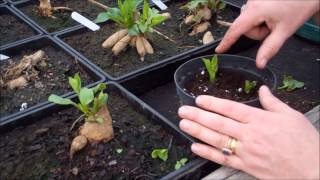 How to take dahlia cuttings [upl. by Balcer]