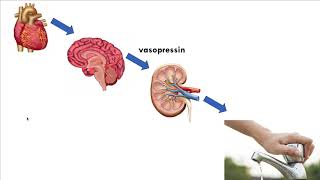 PulmCrit Hyperkalemia amp Hyponatremia [upl. by Adis]